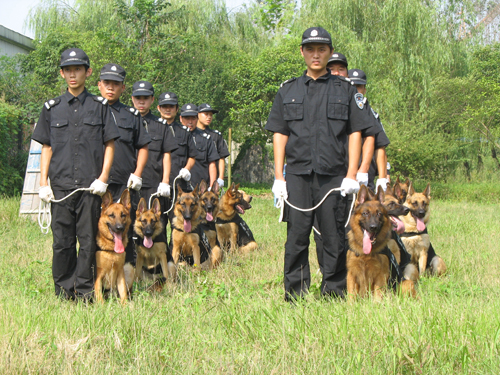 苏州犬防服务